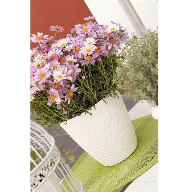 BAMA PORTAVASO PAGLIA PANNA 29 CM - Image 2